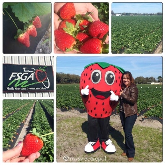 Fresh Strawberries from FSAG (Florida Strawberry Association Growers)