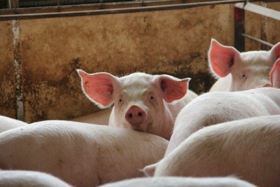 Your food comes from a farmer's hands #PassThePork tour - swine finishing farm - Wakefield Pork Inc. in Minnesota / #realpigfarming / My Sweet Zepol #foodblog