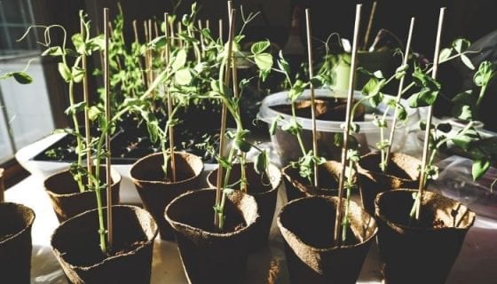 Easy indoor gardening tips