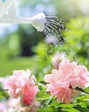 watering can with rose flowers and green field background