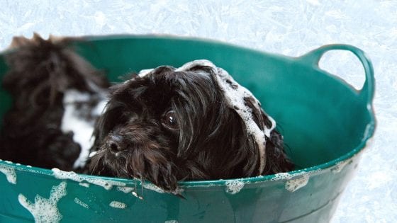 dog being bathed on a green bucket