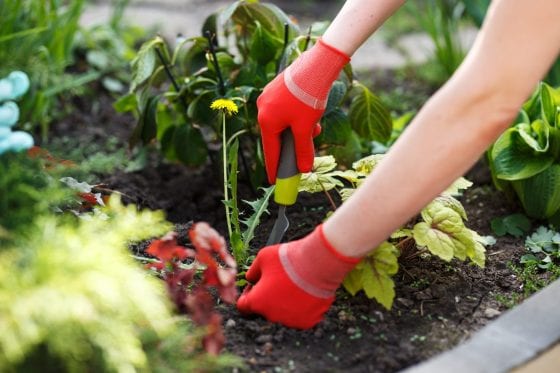 weeding tool, weeding the garden, weeds, garden with green leaves and herbs, hands with red gardening gloves